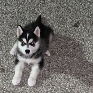 Meet your Posher, Alex